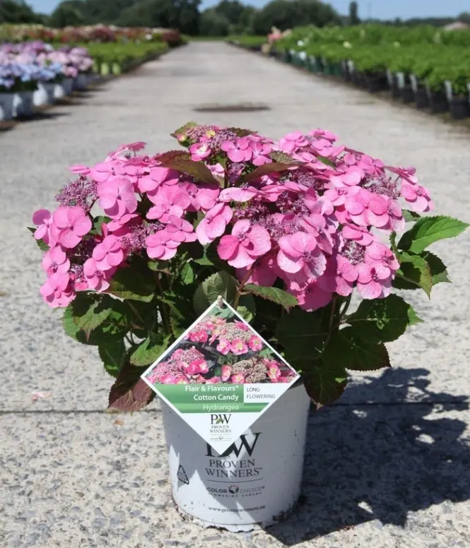 Hydrangea serrata Cotton Candy Pot C5Litres ** Hortensia **