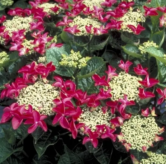Hydrangea macrophylla Rotschwanz Pot C10Litres