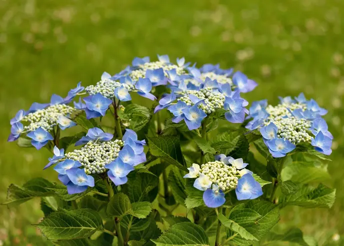 Hydrangea macrophylla Teller Blue Pot C5 ** Hortensia **