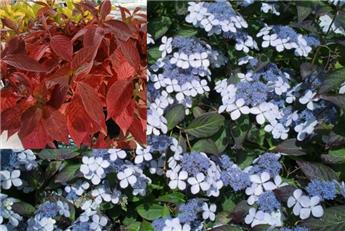 Hydrangea serrata Bluebird Pot P19 ** Hortensia **