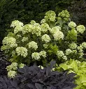 Hydrangea paniculata Little Lime Pot C3Litres ** Hortensia paniculé **