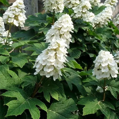 Hydrangea quercifolia Ice Crystal Pot C3.6Litres
