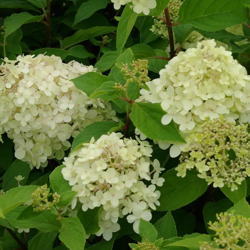 [108634] Hydrangea paniculata Limelight Pot C3.5 ** Hortensia paniculé **