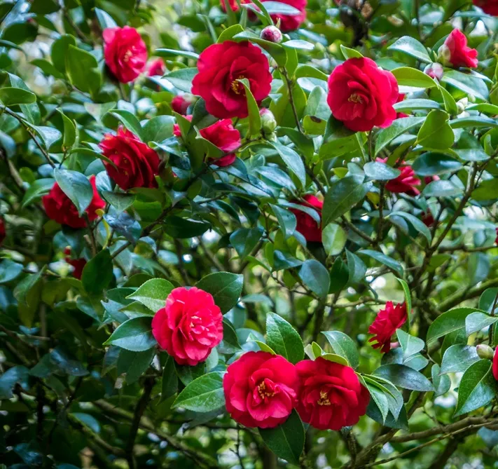 Camellia japonica Blood of China Pot C5