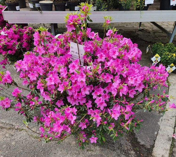 [104949] Azalea japonica Chelsoni 80 100 cm XXL Pot C25Litres