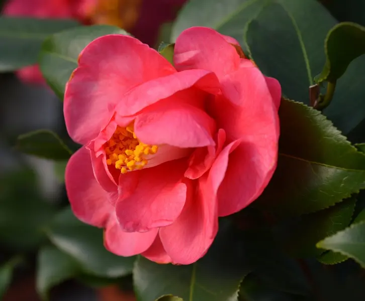 [137892] Camellia japonica Dr King 6 ans 80 100 cm Pot C10L
