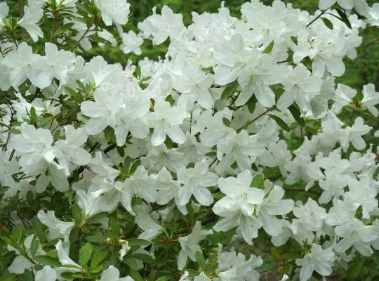 Azalea japonica Luzi 80 100 cm Pot C30 ** Plante XXL **