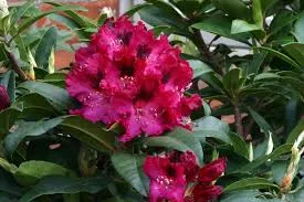 Rhododendron Marie Fortie 100 110 cm Pot C25