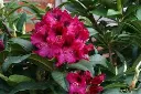 Rhododendron Marie Fortie 100 110 cm Pot C25