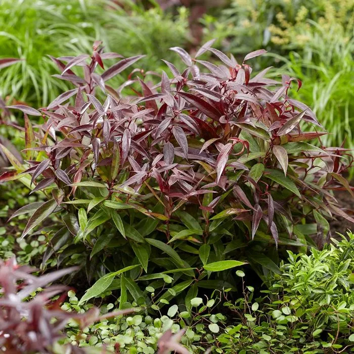 Leucothoe keiskei Burning Love Pot P32 cm