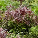 Leucothoe keiskei Burning Love Pot P32 cm