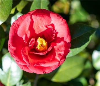 [135843] Camellia japonica Adolphe Audusson 80 100 cm Pot C10Litres