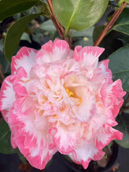 Camellia japonica Margaret Davis Pot C5Litres