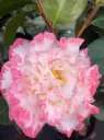 Camellia japonica Margaret Davis Pot C5Litres