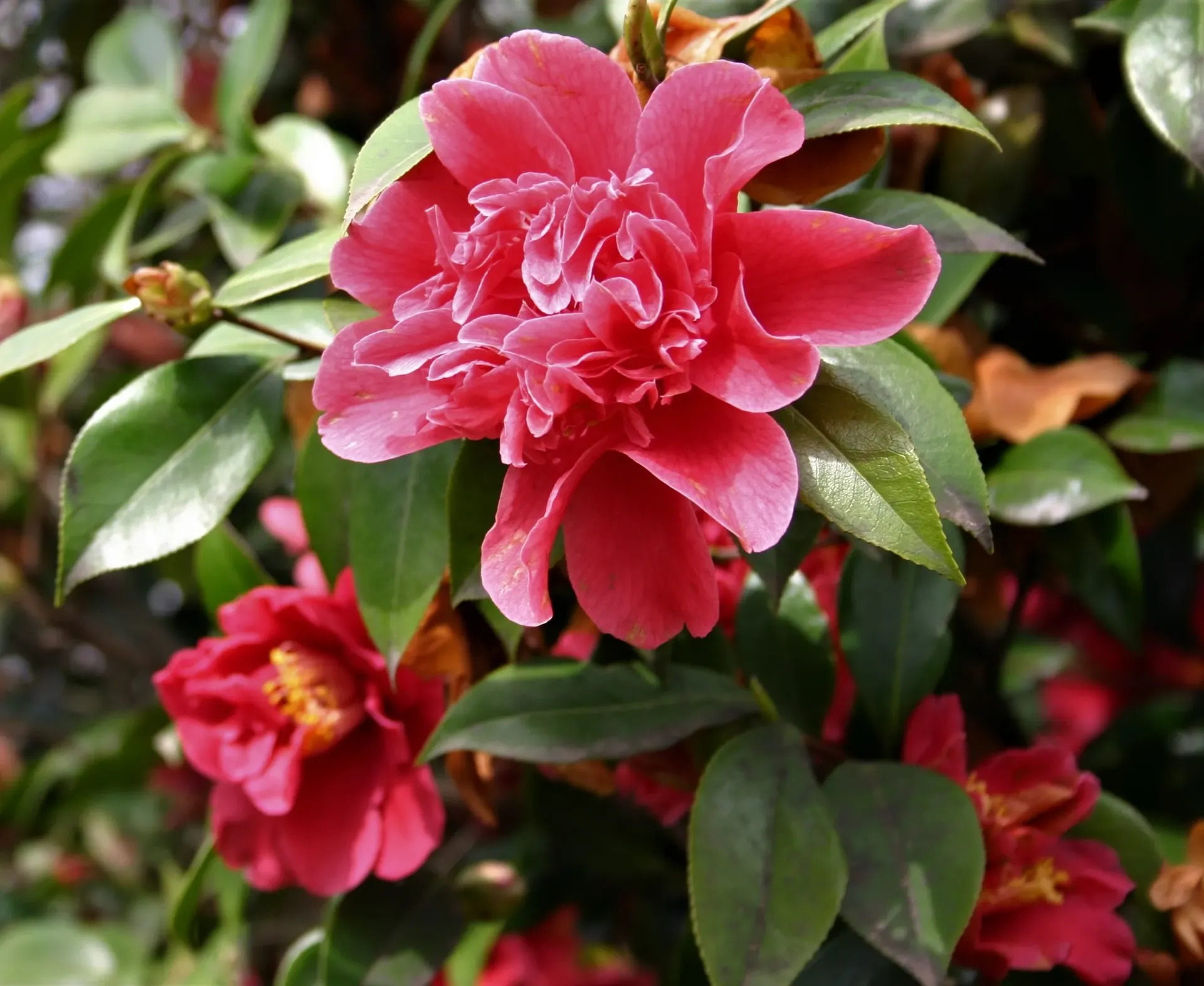 Camellia japonica Mark Alan Pot C5