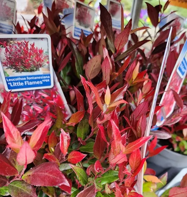 Leucothoe font. Little Flames Pot P17 cm