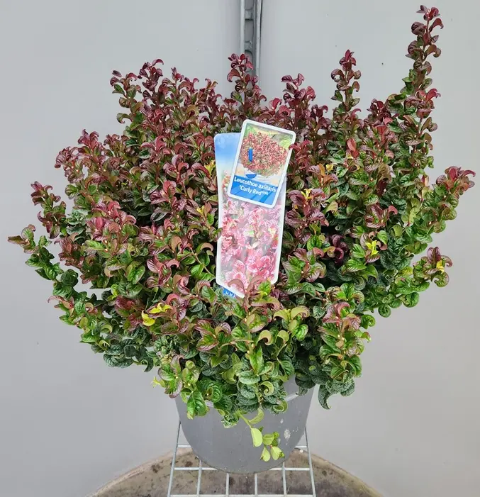 Leucothoe axillaris Curly Red Pot P23 cm