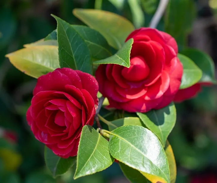 [142042] Camellia japonica Coquetti Pot C5