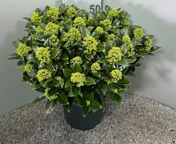 Skimmia japonica White Globe P27