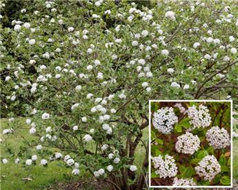 Viburnum burkwoodii 40 60 cm Pot C4Litres