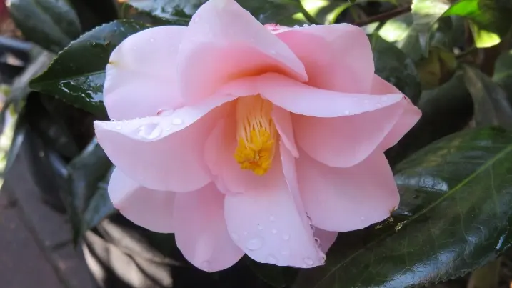 [105718] Camellia japonica Hagomoro 60 80 cm Pot P23 cm