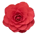 Camellia japonica Roger Hall Pot C5L