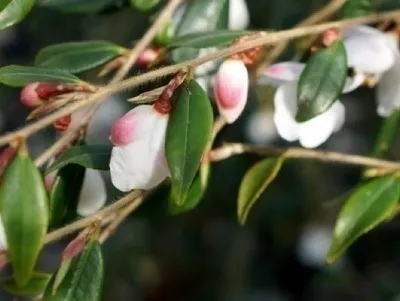 Camellia rosthoriana Cupido 60 80 cm Pot ** Camellia champêtre **