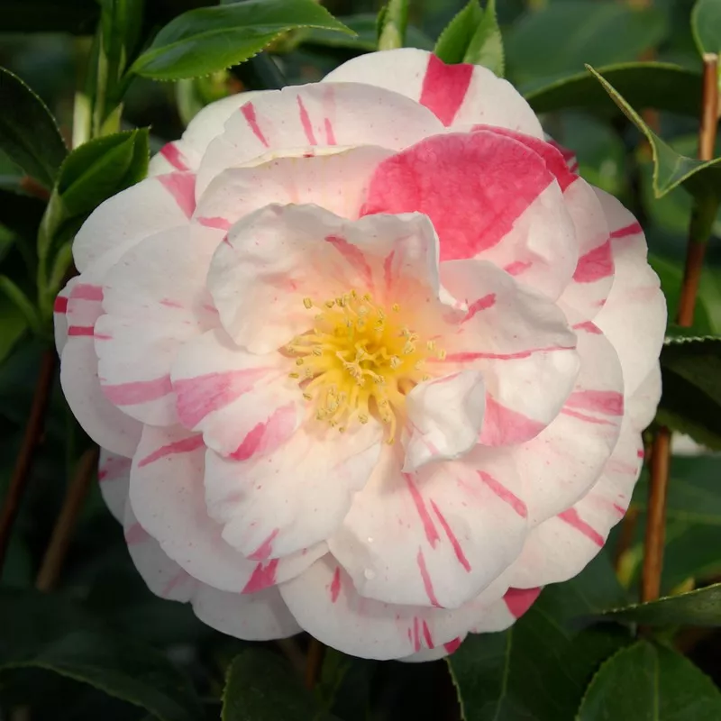 [100645] Camellia japonica Princesse Clotilde c5