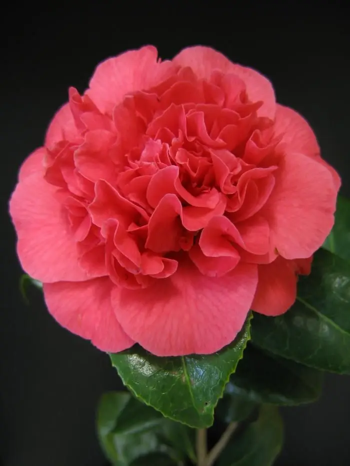 Camellia japonica Kramer S Supreme 80 cm Pot 19