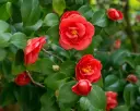 Camellia japonica Cereixia de Tollo 60 80 Pot P23 cm