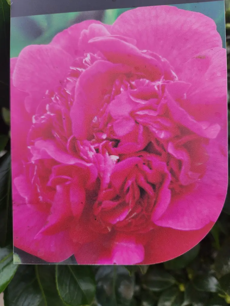 Camellia japonica Triumphans Pot C10litres 100+