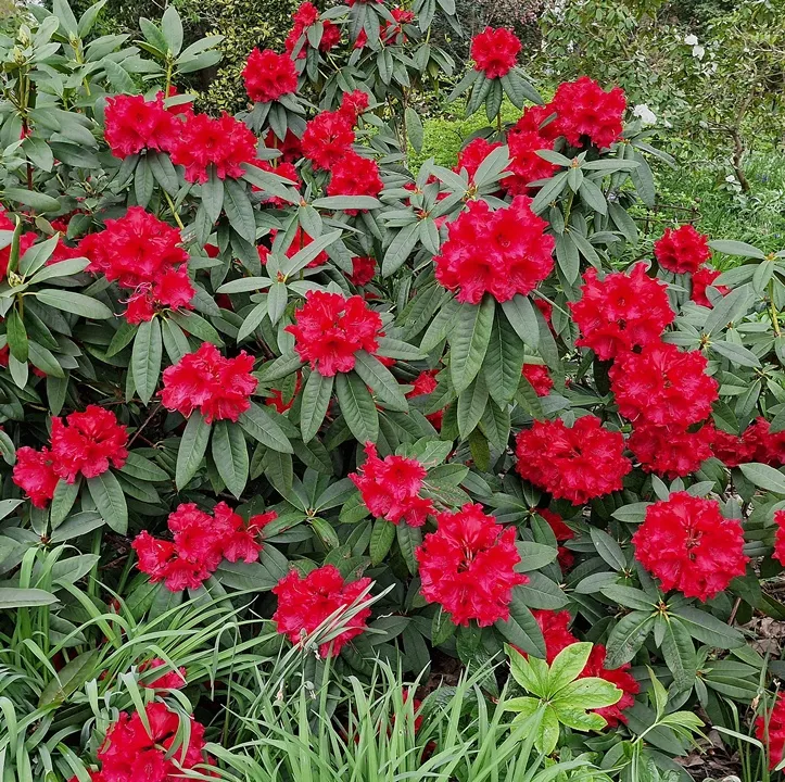Rhododendron Taurus C25 | Central Jardin