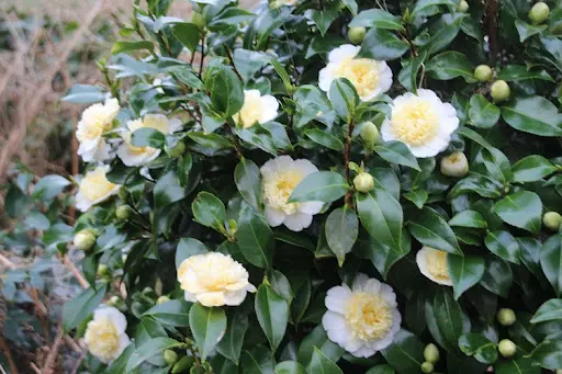 [140534] Camellia japonica Jury´s Yellow 80 100 CM Pot C4Litres  5 ans - Blanc