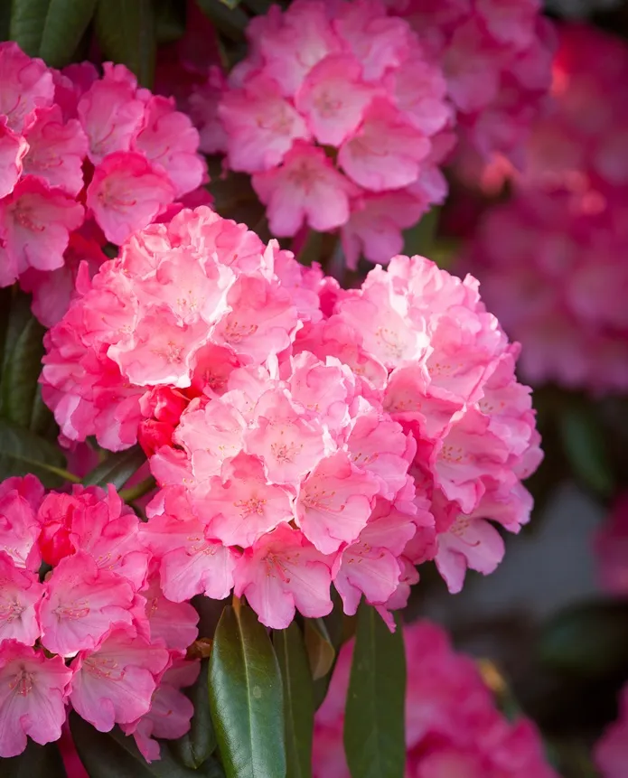 Rhododendron yakushimanum Fantastica 40 60 cm Pot