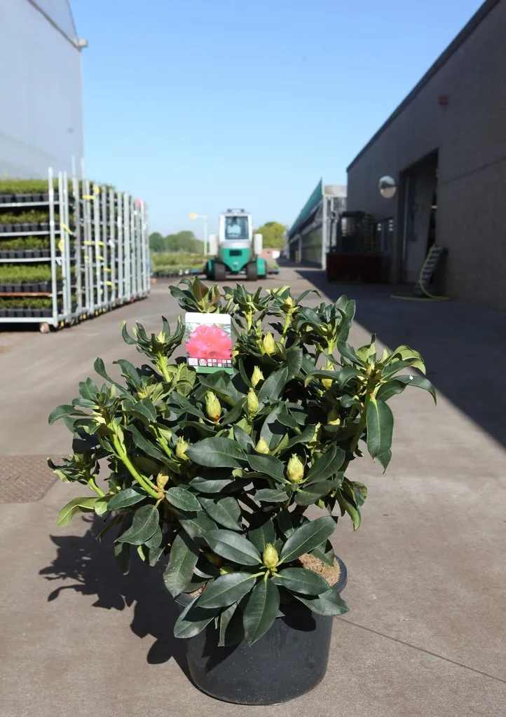 Rhododendron Markeeta S Prize 60 70Pot C18