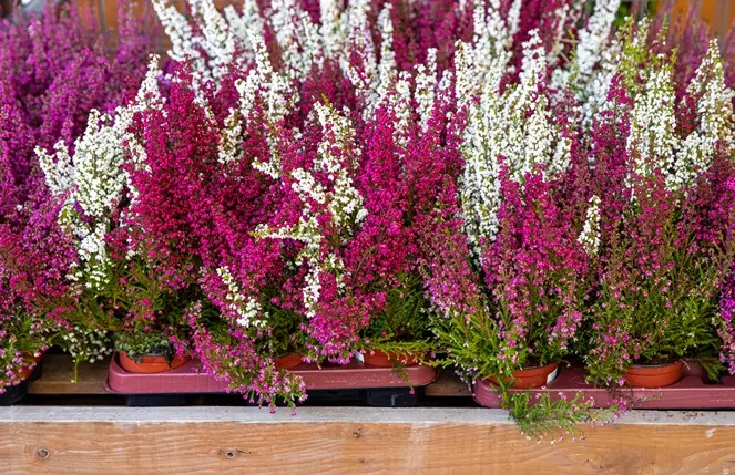 Erica gracilis TWIN P13 Bruyère de Toussaint