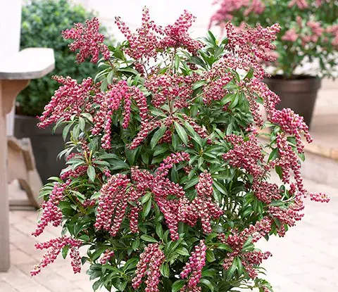 Pieris japonica Passion Pot C3
