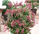 Pieris japonica Passion Pot C3