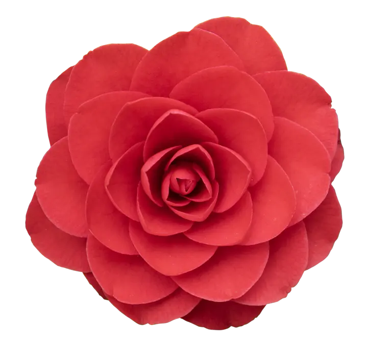 Camellia japonica Roger Hall 100 125 Pot