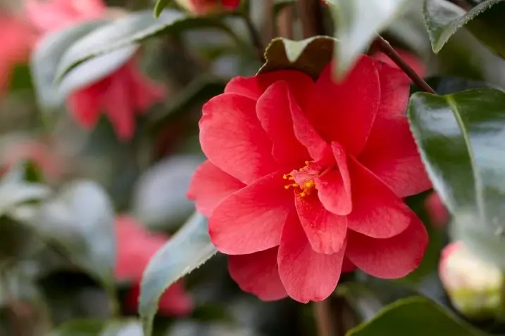 Camellia reticulata Mary Williams Pot C3L ** Floraison hâtive **