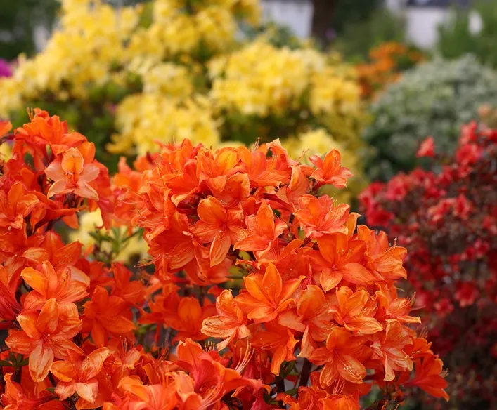 [123225] Azalea japonica Orange Beauty Pot C7.5Litres