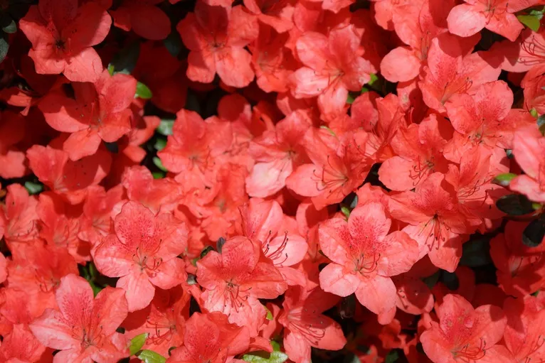 Azalea japonica Orange Beauty 30 40 cm Pot P17