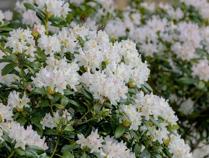 Rhododendron Cunninghams White 60 70 cm XXTRA Motte ou Pot C30