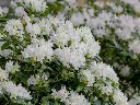 Rhododendron Cunninghams White 60 70 cm XXTRA Motte ou Pot C30