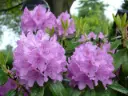 Rhododendron Ponticum 60 80 cm Pot C7.5