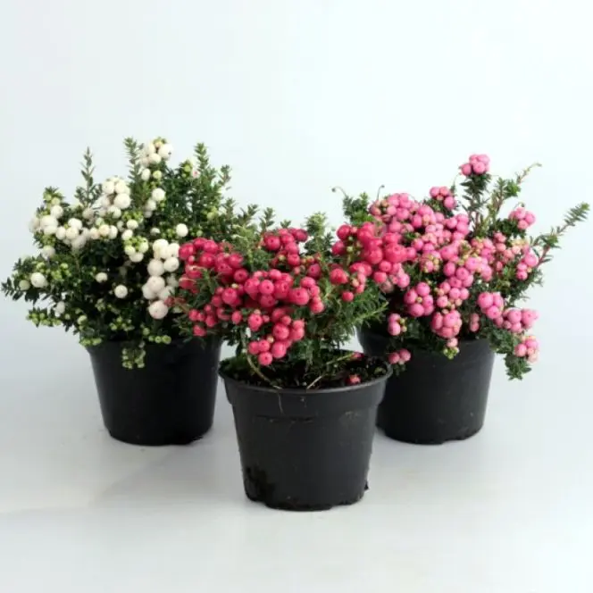 Pernettya variés Pot P13 cm
