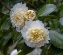 Camellia japonica Jurys Yellow Pot C5L
