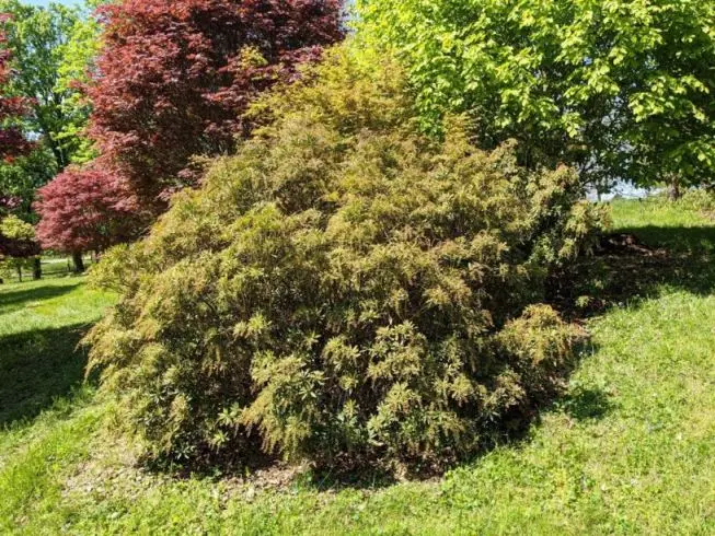 Pieris taiwanensis Pot P27 cm