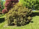 Pieris taiwanensis Pot P27 cm