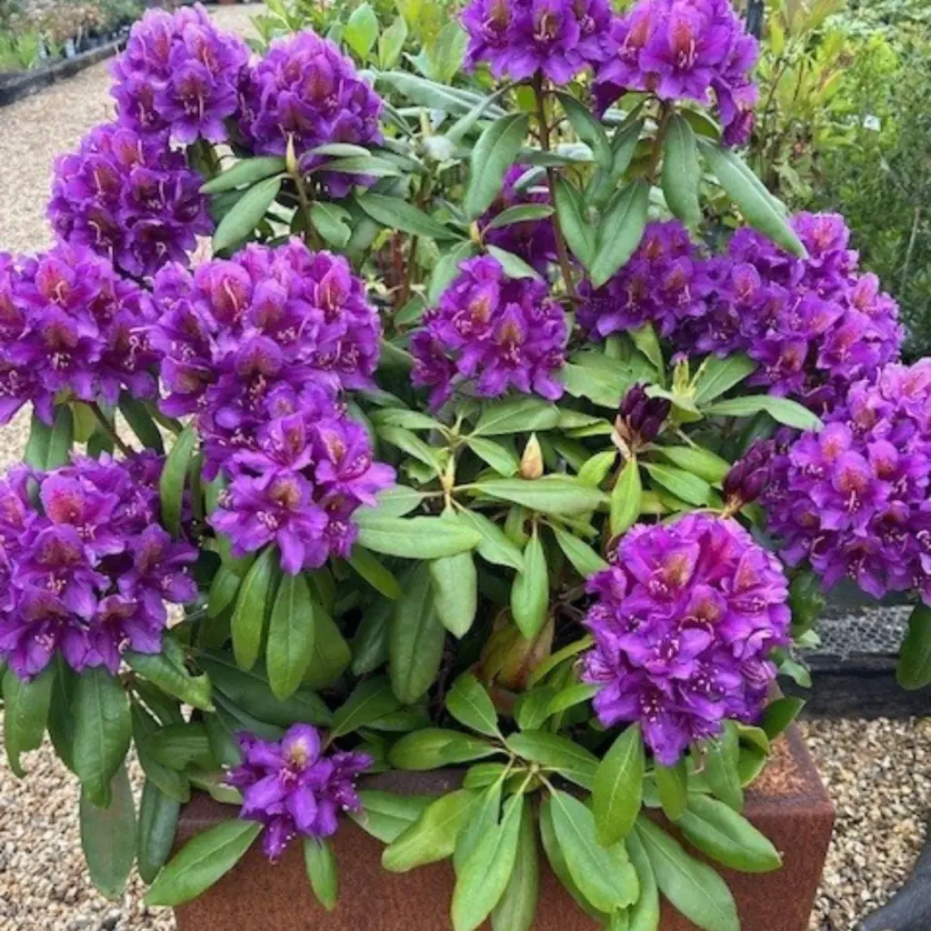 Rhododendron Marcel Menard 60 80 cm Pot C5